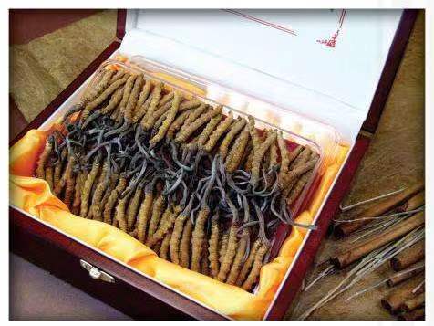 二道江冬虫夏草回收